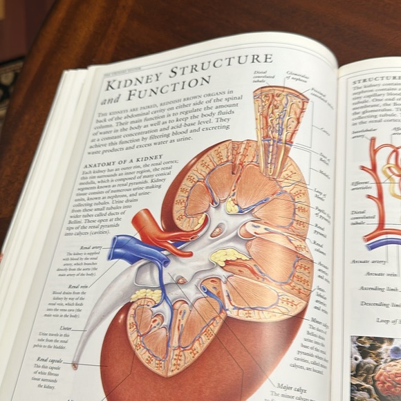 DK Hardcover Nonfiction Book: The Human Body Illustrated Guide 1995 EC - Picture 4 of 11